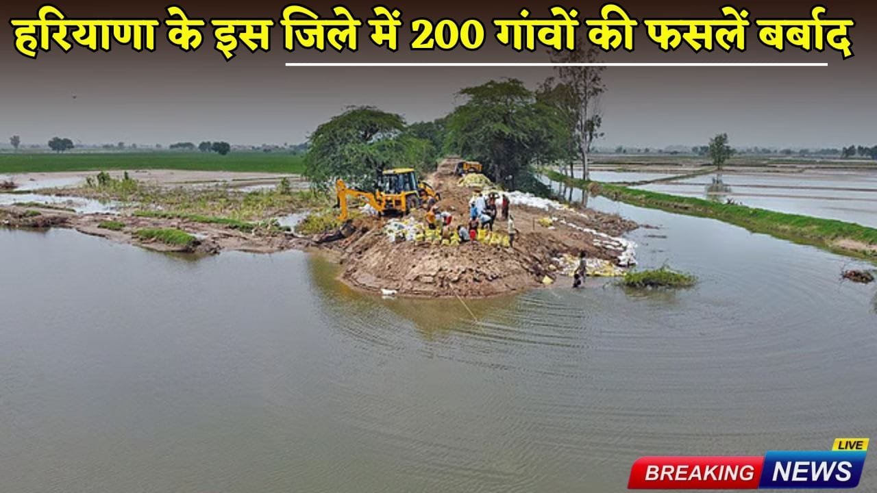 Crops of 200 villages were destroyed in this district of Haryana