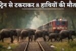Eight elephants were killed after being hit by a train.