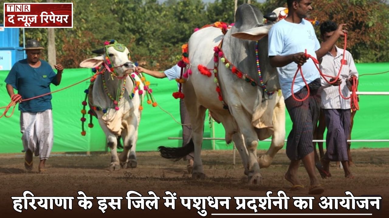 A livestock exhibition was organized in this district of Haryana.
