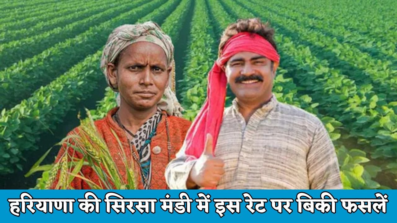 Mandi Bhav: हरियाणा की सिरसा मंडी में इस एट पर बिकी फसलें, देखें ताजा भाव