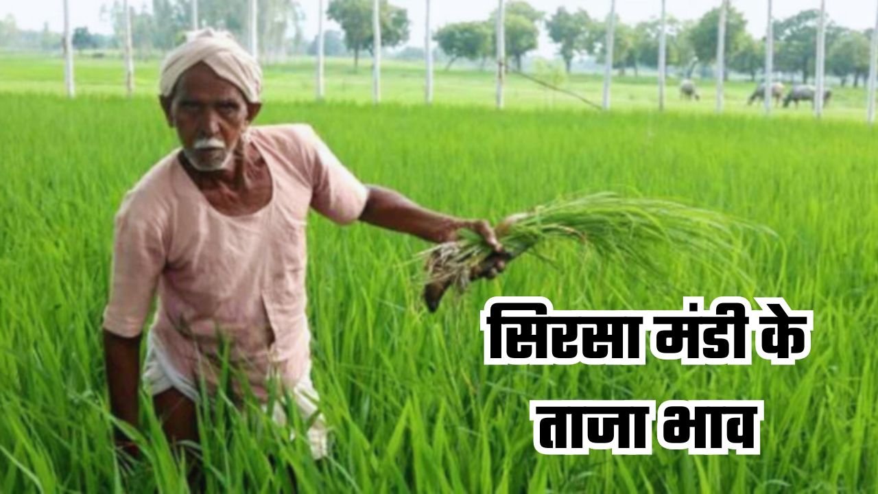 Mandi Bhav: हरियाणा की सिरसा मंडी के ताजा भाव जारी, देखें आज के नए रेट