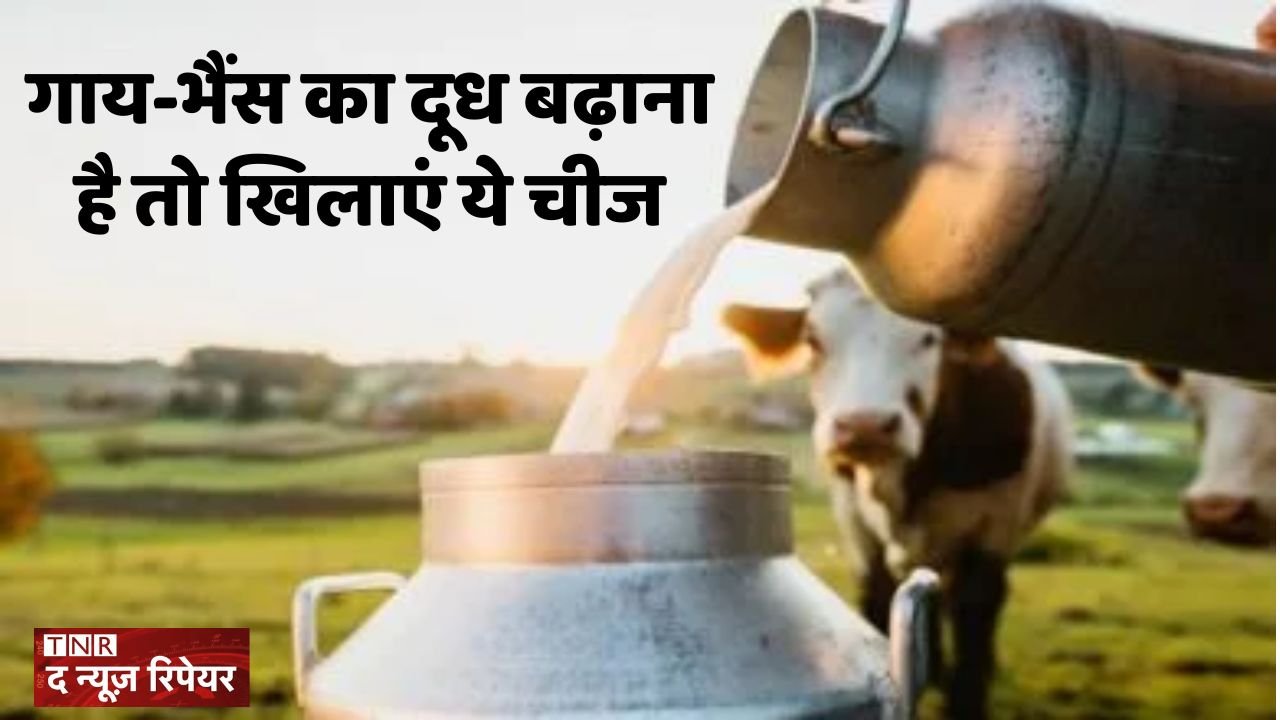 If you want to increase the milk production of cows and buffaloes