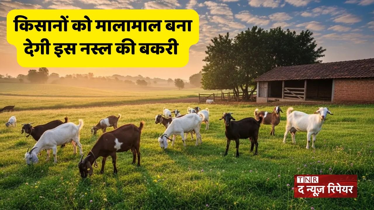 This breed of goat will make farmers rich